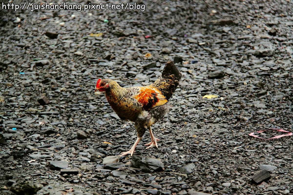 【食記—宜蘭】上旺土雞城～鐵皮屋裡“藏”嫩雞？！　　