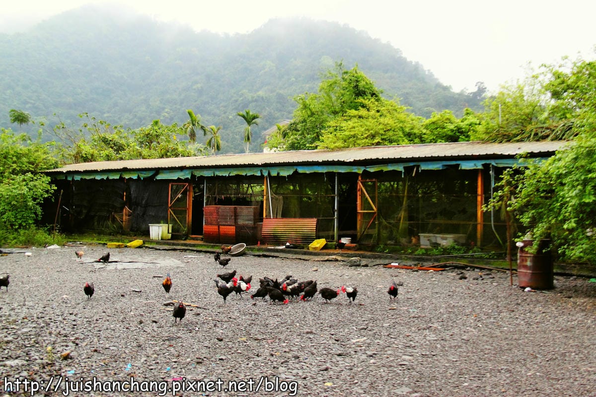 【食記—宜蘭】上旺土雞城～鐵皮屋裡“藏”嫩雞？！　　