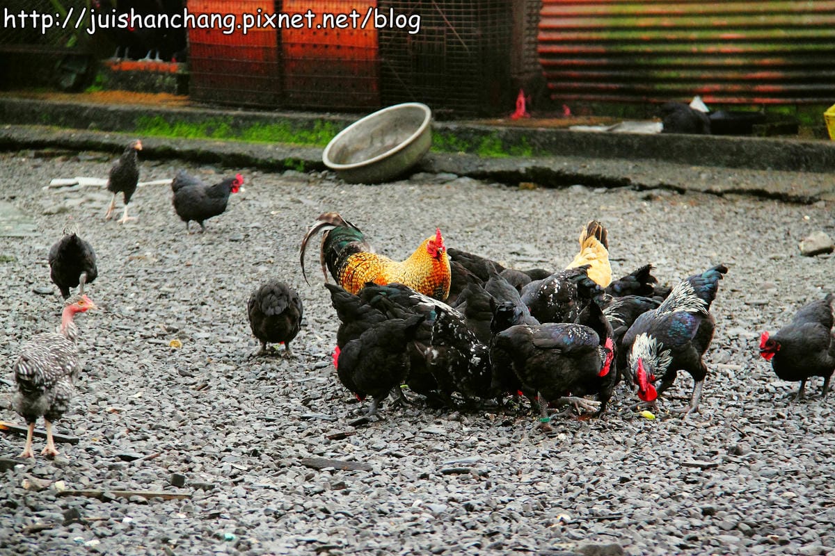 【食記—宜蘭】上旺土雞城～鐵皮屋裡“藏”嫩雞？！　　