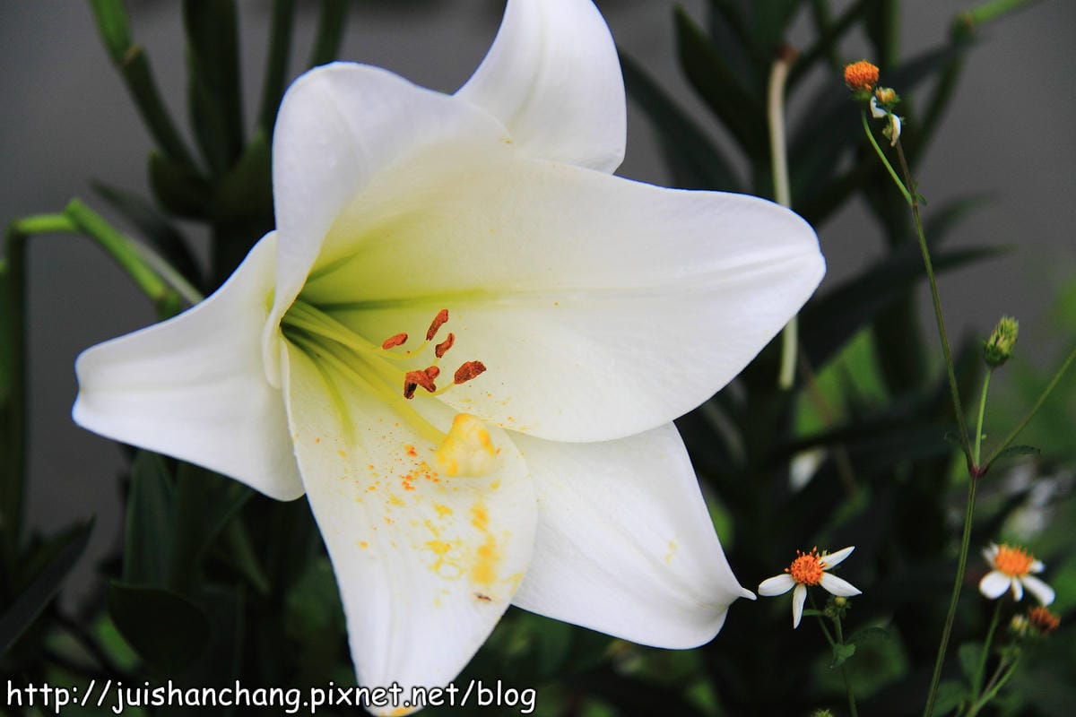 【遊記—台北內湖】白石湖吊橋遇見百合花（5/31花況）