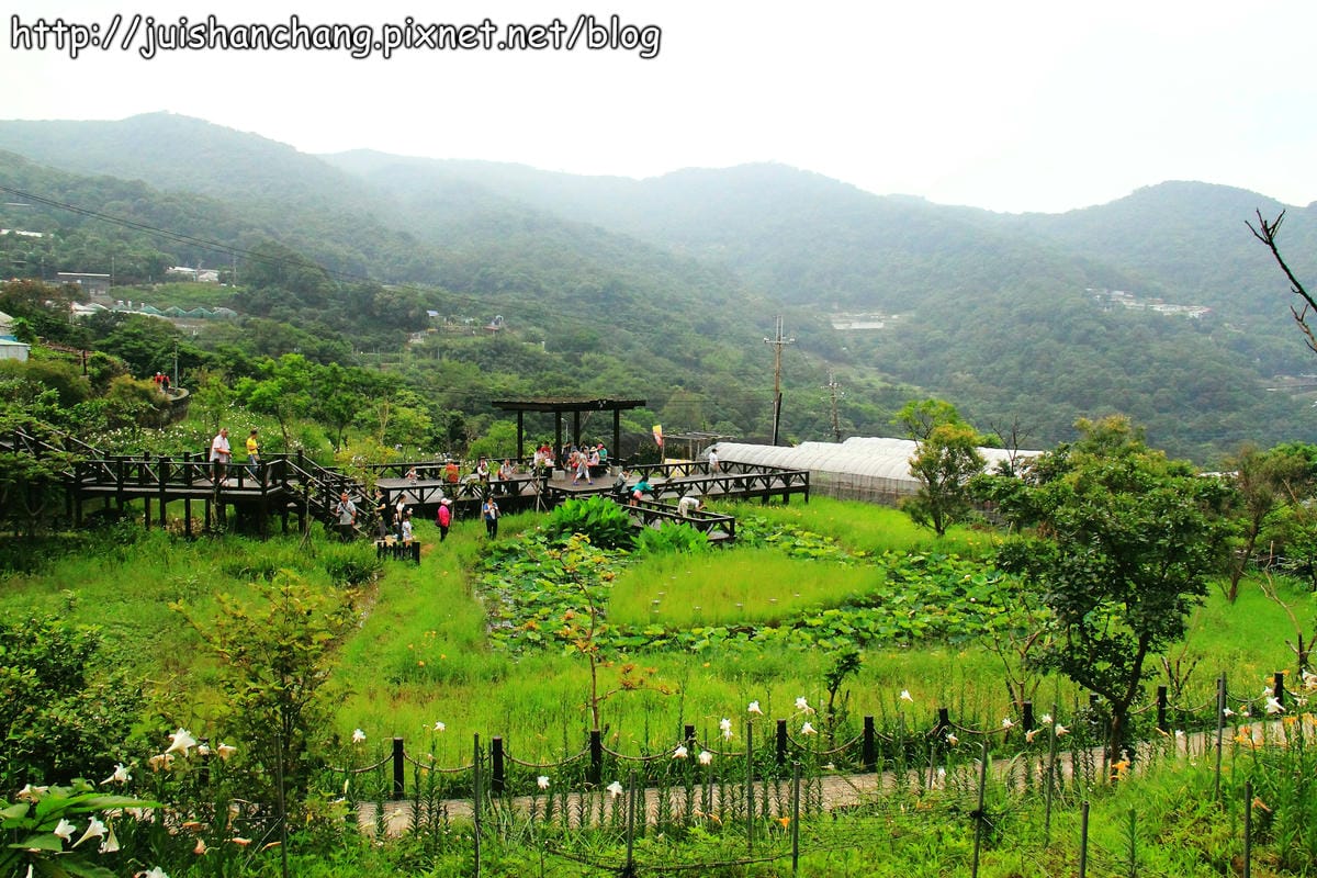 【遊記—台北內湖】白石湖吊橋遇見百合花（5/31花況）