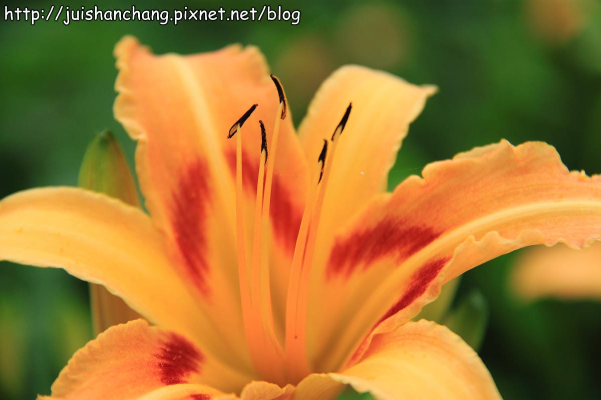 【遊記—台北內湖】白石湖吊橋遇見百合花（5/31花況）