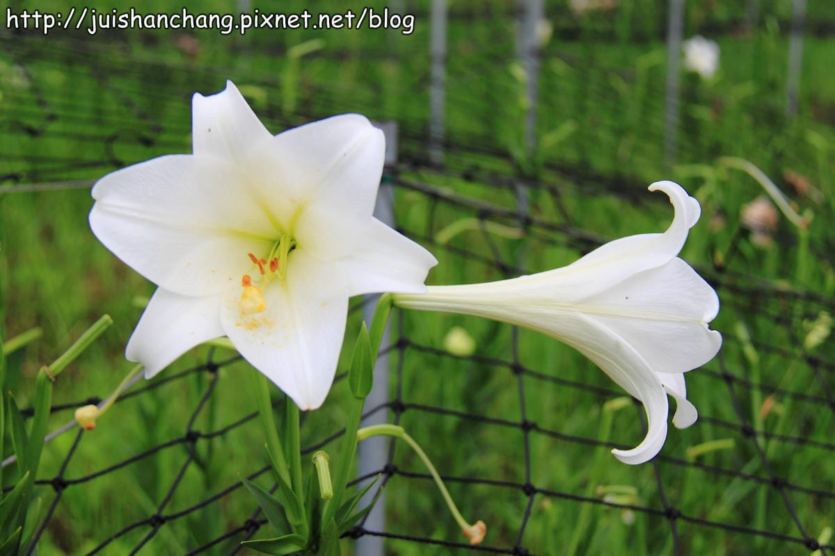 【遊記—台北內湖】白石湖吊橋遇見百合花（5/31花況）