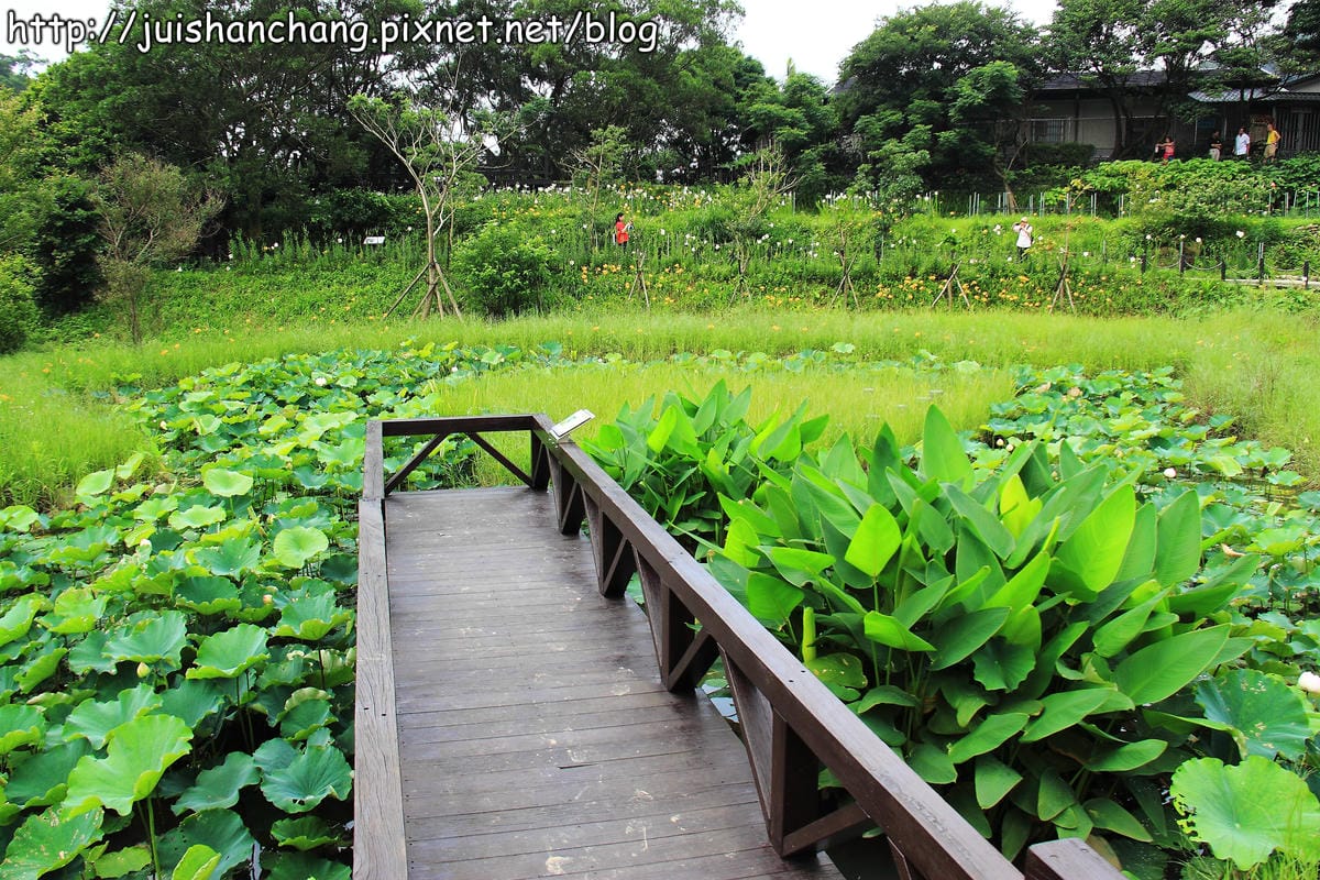 【遊記—台北內湖】白石湖吊橋遇見百合花（5/31花況）
