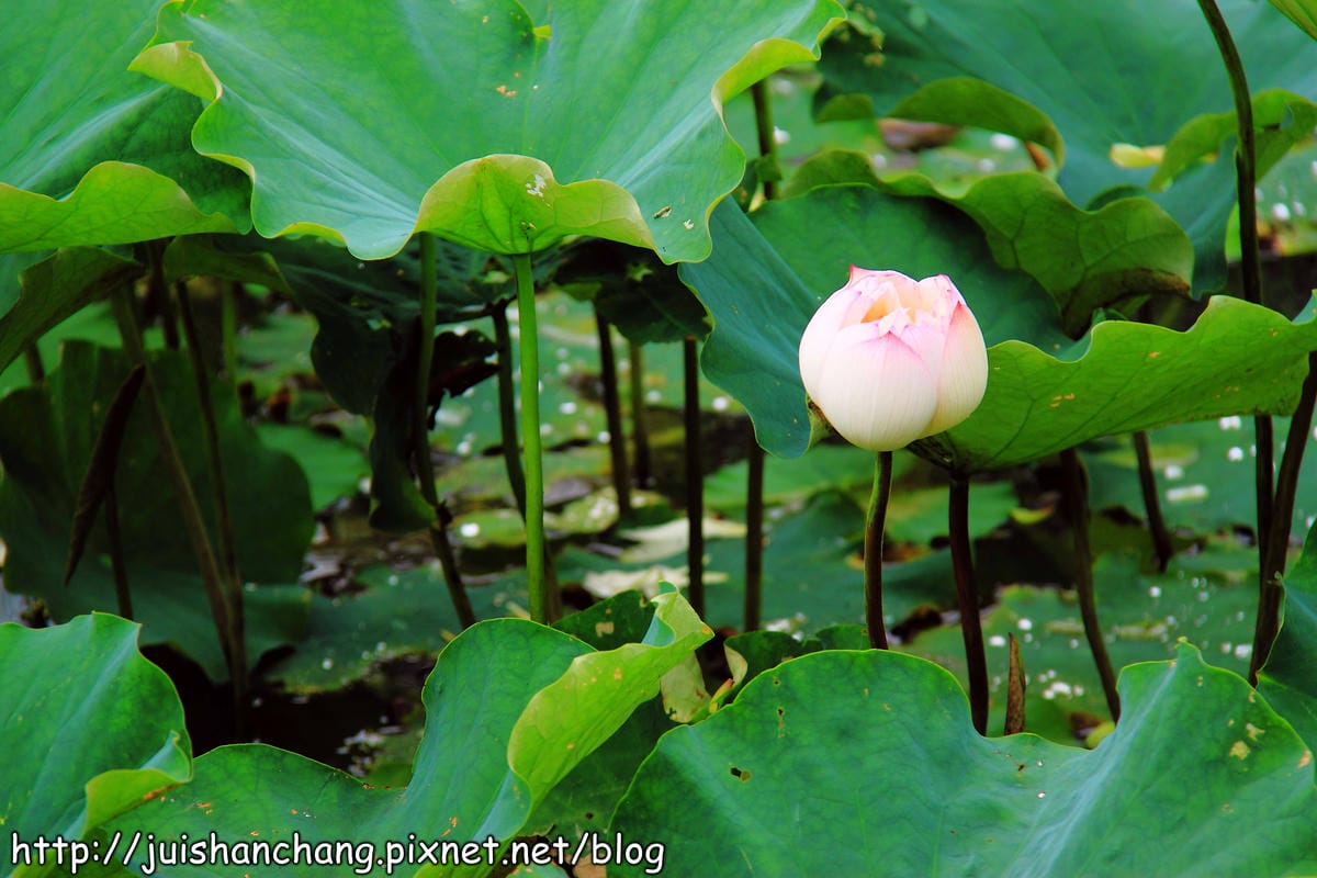 【遊記—台北內湖】白石湖吊橋遇見百合花（5/31花況）