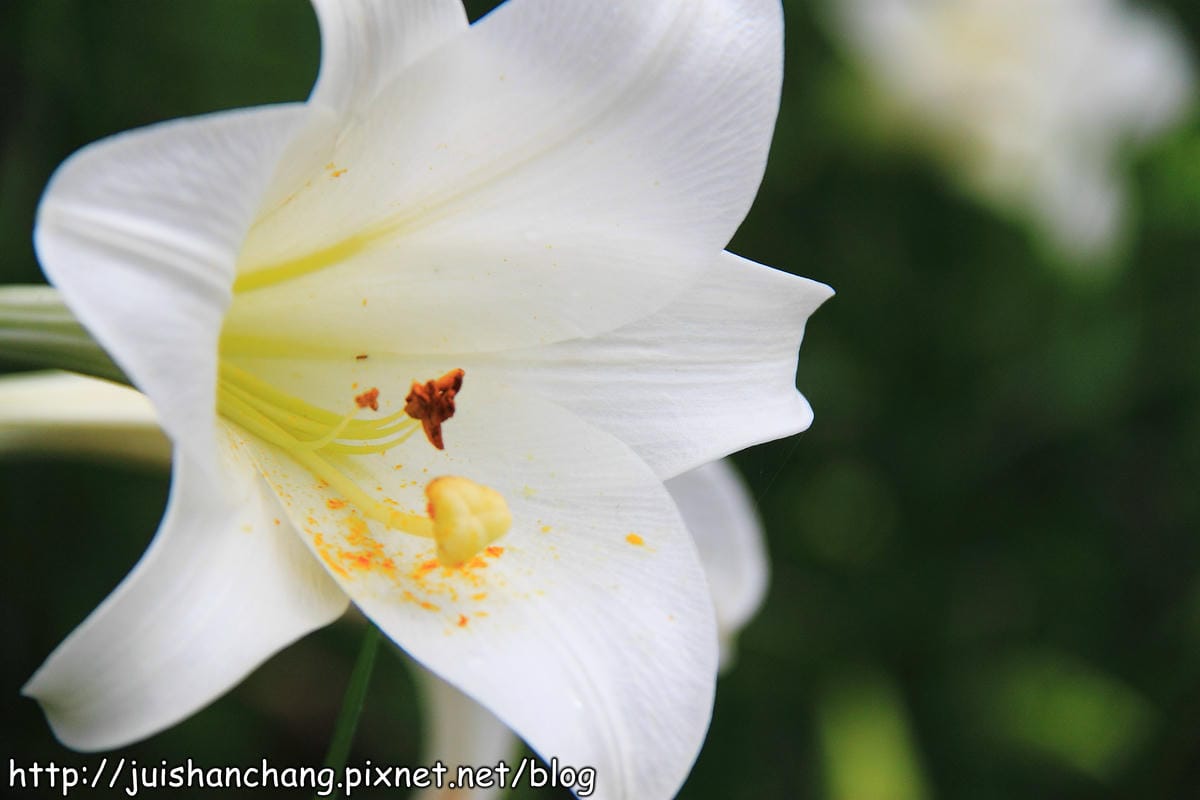 【遊記—台北內湖】白石湖吊橋遇見百合花（5/31花況）