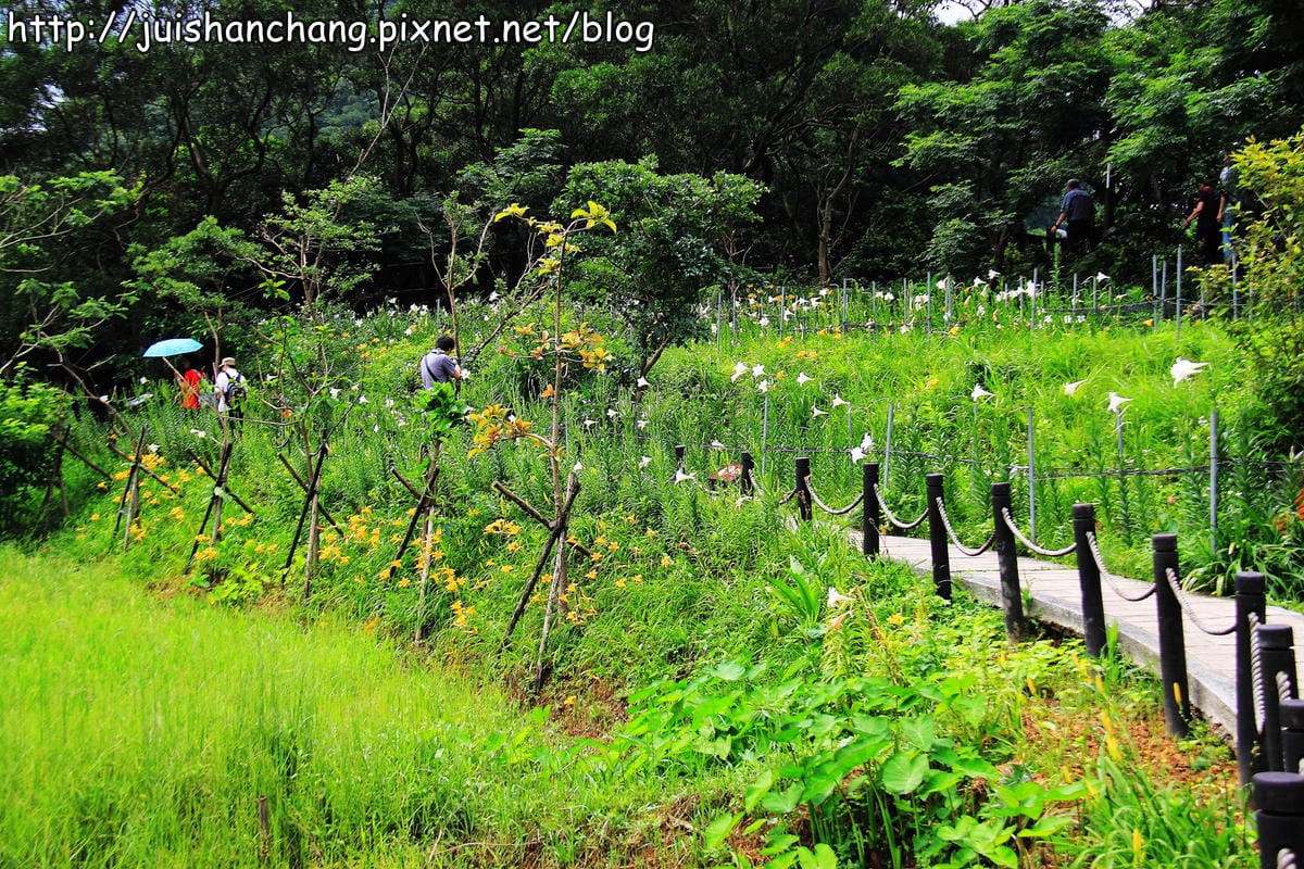 【遊記—台北內湖】白石湖吊橋遇見百合花（5/31花況）