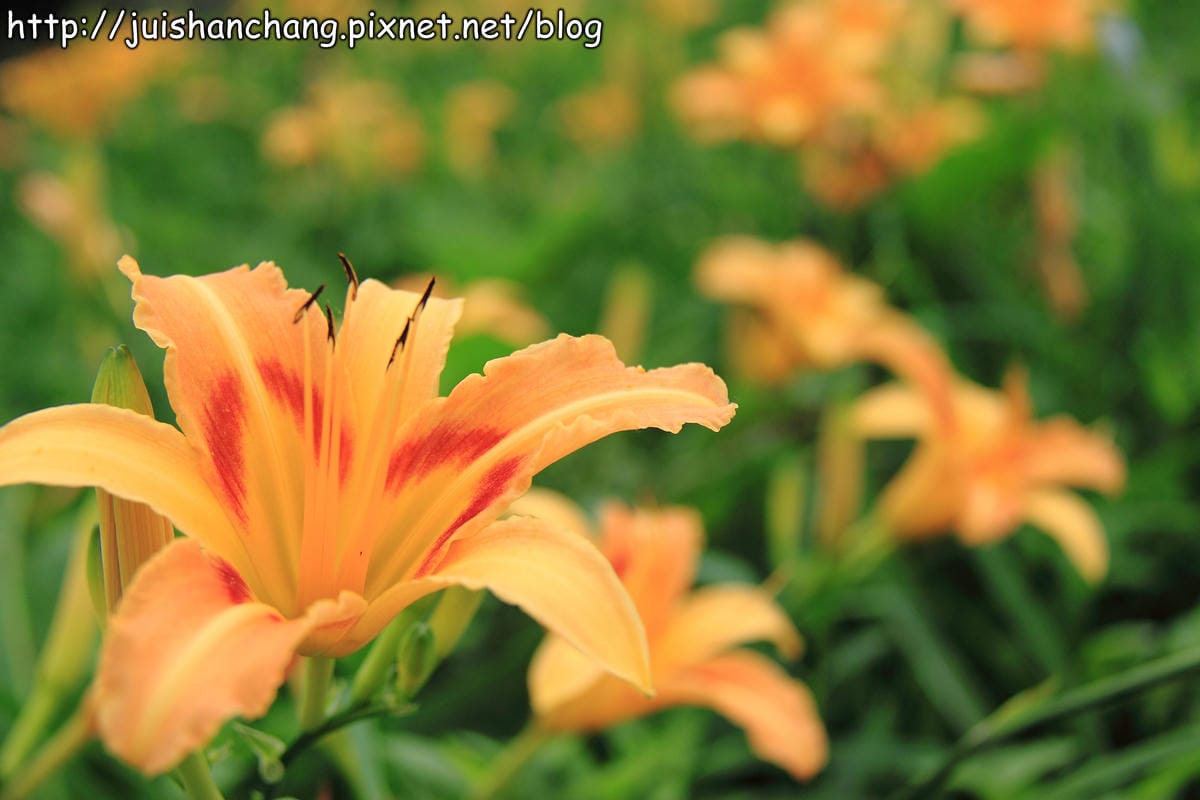 【遊記—台北內湖】白石湖吊橋遇見百合花（5/31花況）