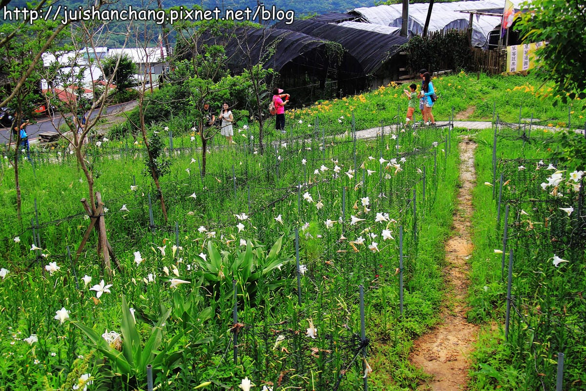 【遊記—台北內湖】白石湖吊橋遇見百合花（5/31花況）