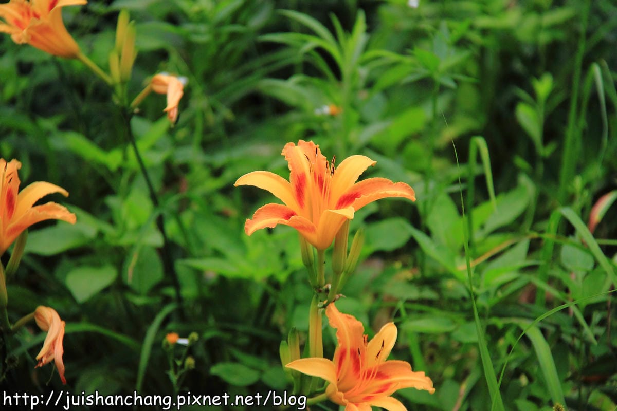 【遊記—台北內湖】白石湖吊橋遇見百合花（5/31花況）