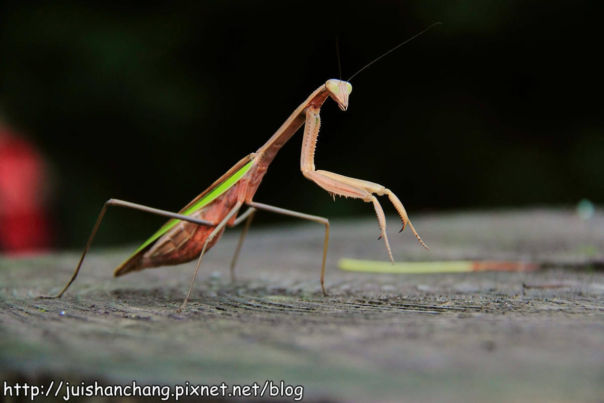 【遊記—台北內湖】白石湖吊橋遇見百合花（5/31花況）