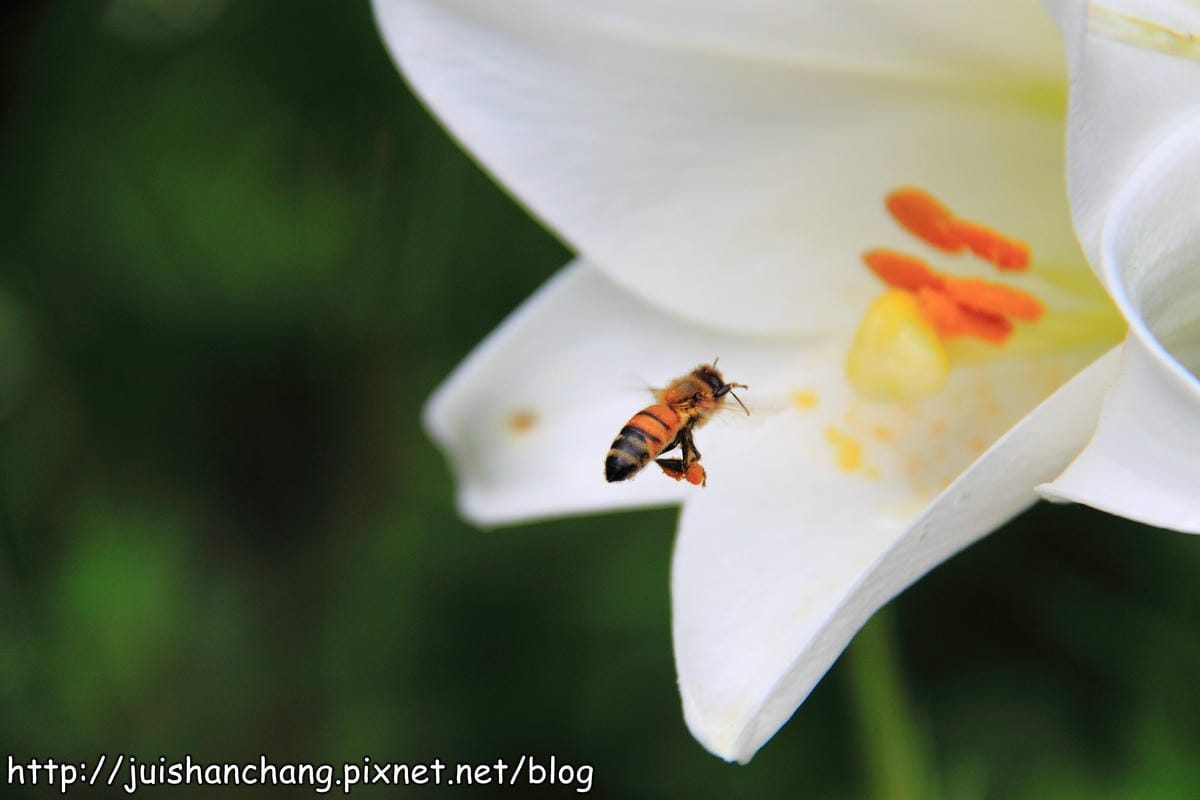 【遊記—台北內湖】白石湖吊橋遇見百合花（5/31花況）