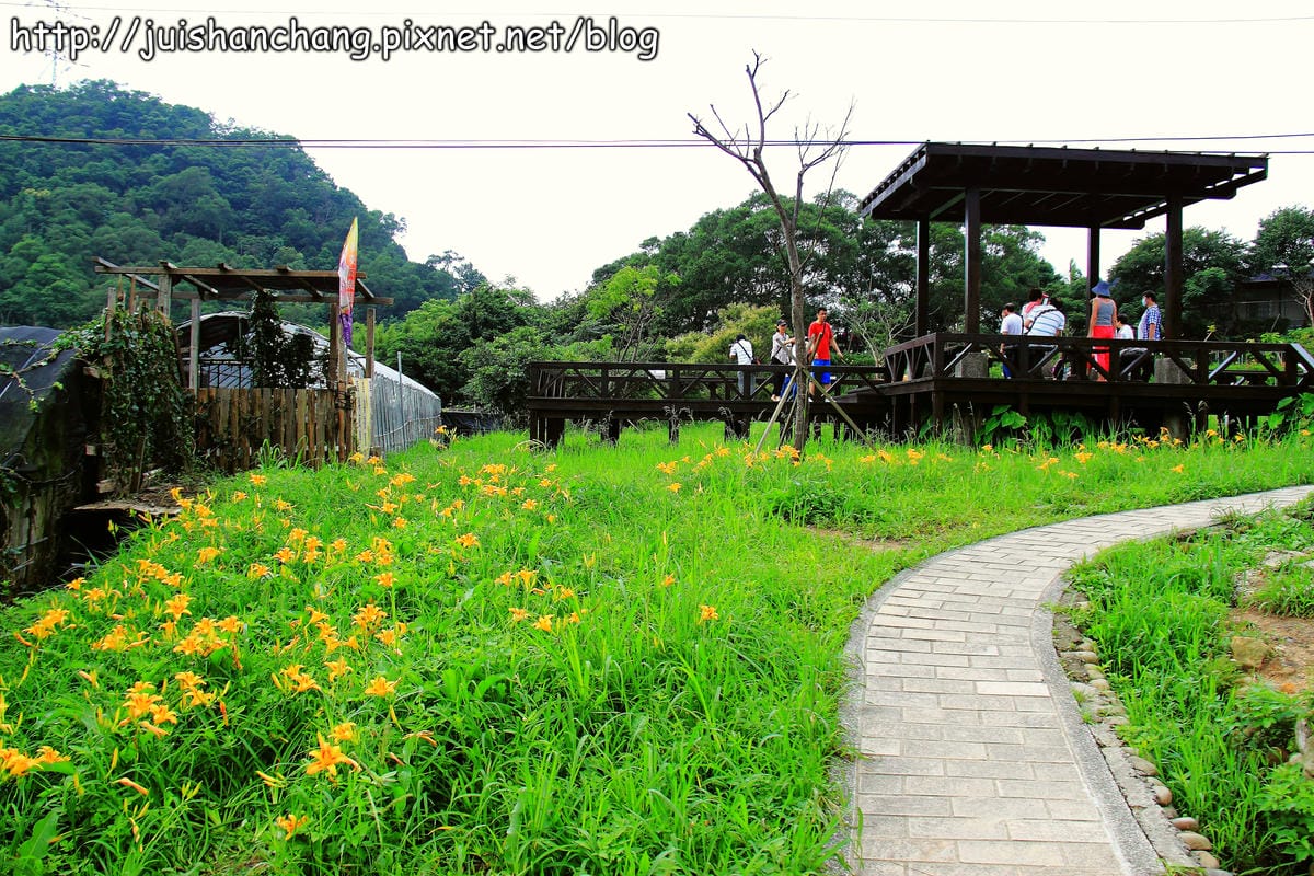 【遊記—台北內湖】白石湖吊橋遇見百合花（5/31花況）