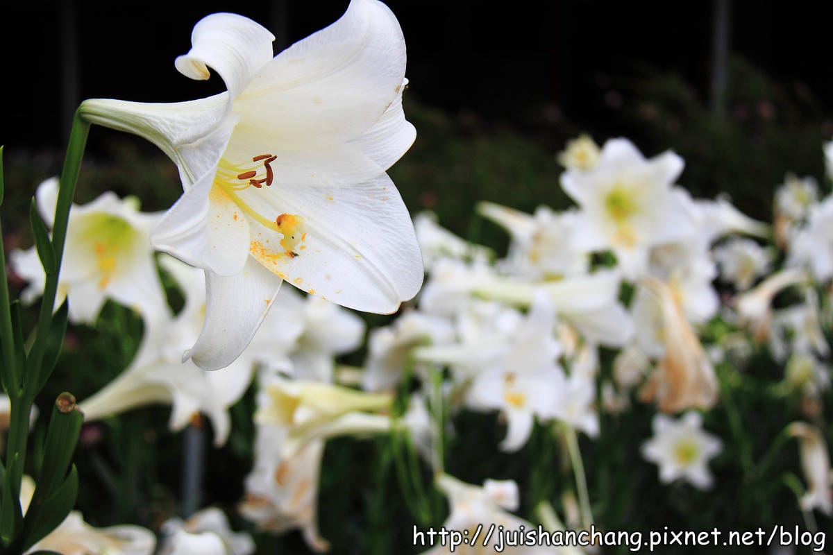 【遊記—台北內湖】白石湖吊橋遇見百合花（5/31花況）