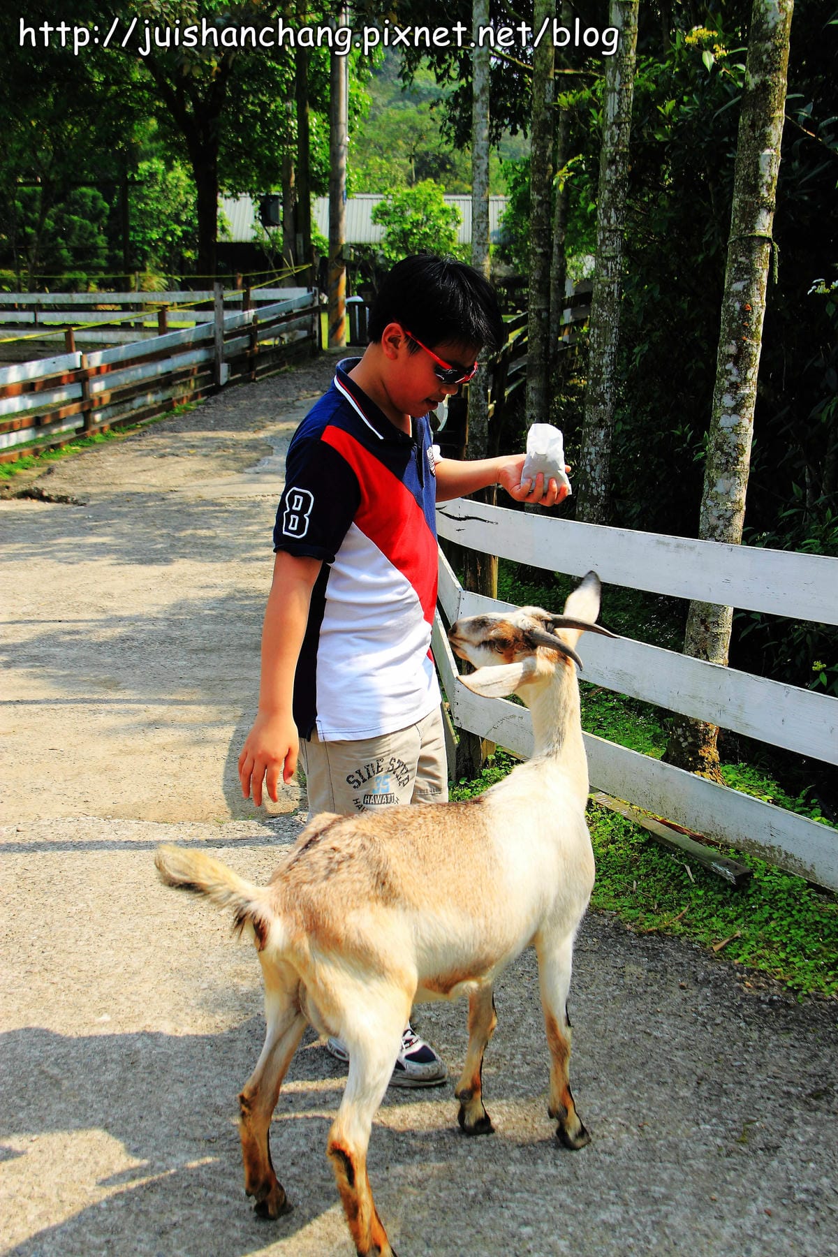 【遊記—新北三峽】皇后鎮森林～涼夏消暑樂一下！