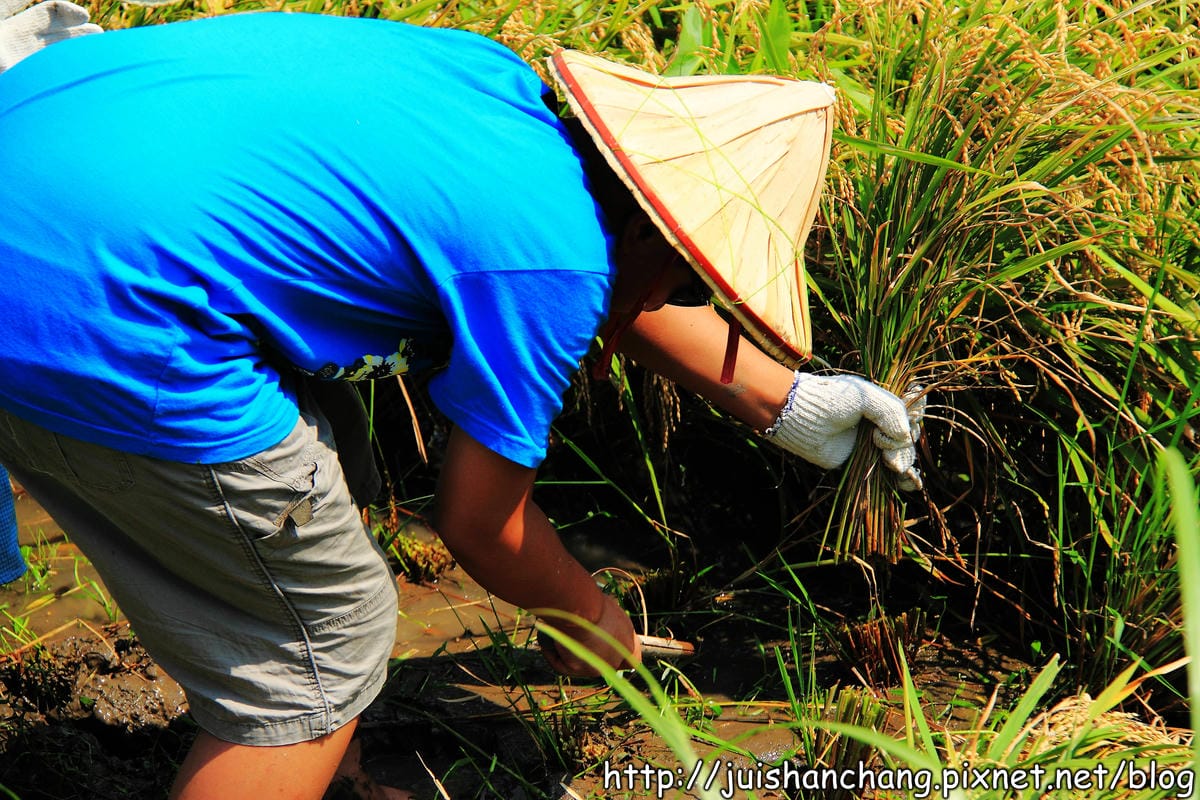 【廣宣—新北石門】嵩山社區幸福農村～一日農夫體驗，下田囉！
