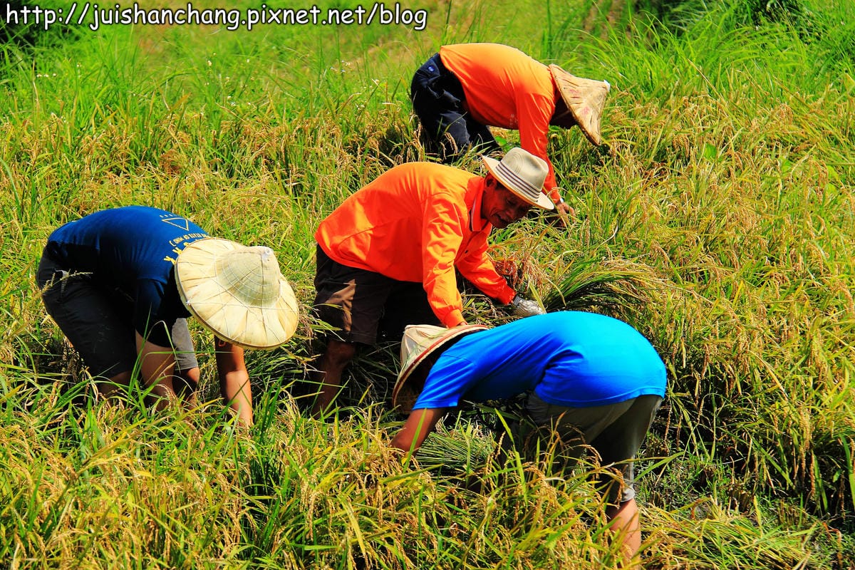 【廣宣—新北石門】嵩山社區幸福農村～一日農夫體驗，下田囉！