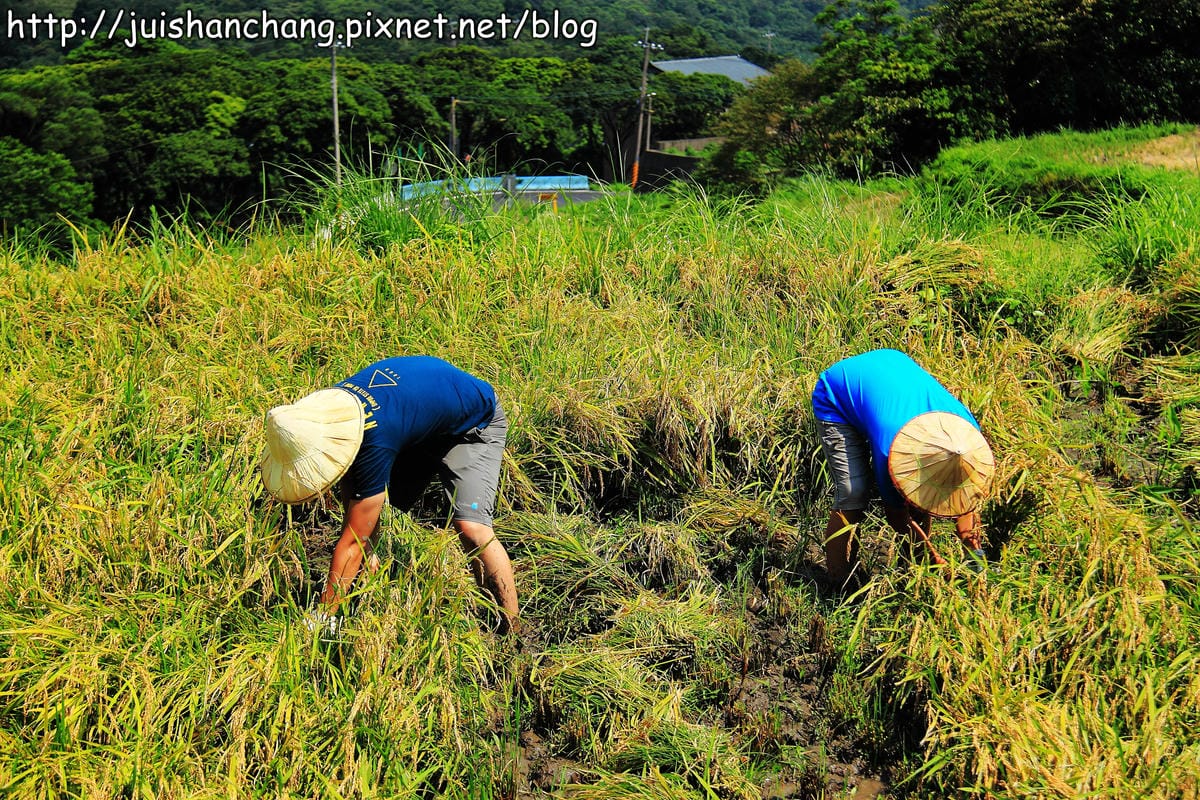 【廣宣—新北石門】嵩山社區幸福農村～一日農夫體驗，下田囉！