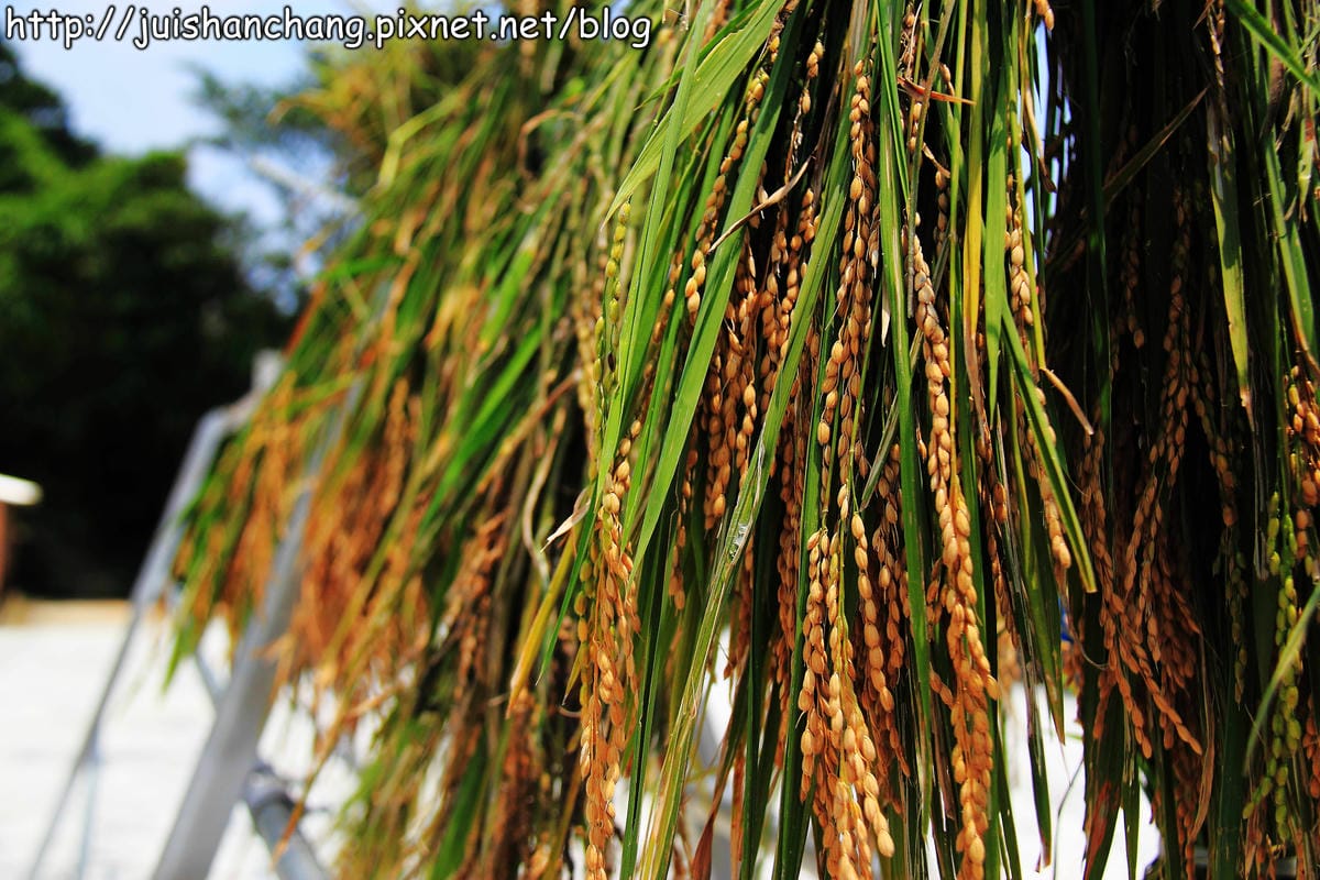【廣宣—新北石門】嵩山社區幸福農村～一日農夫體驗，下田囉！