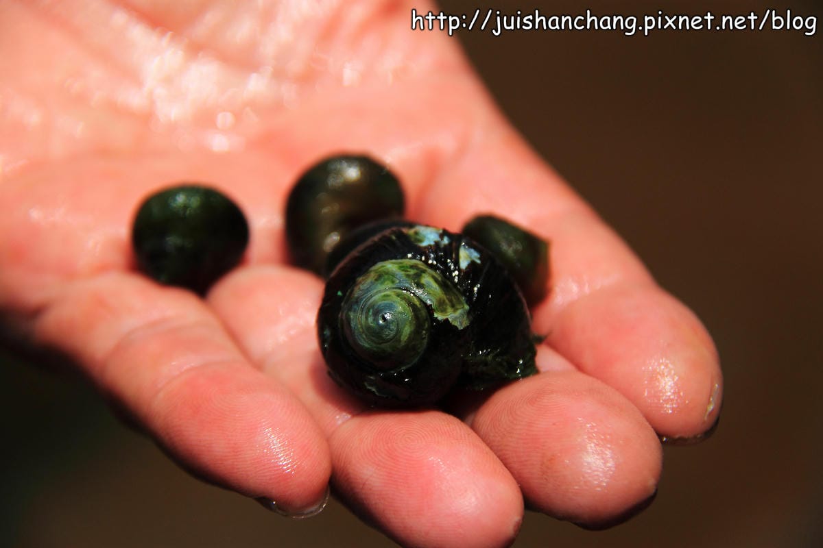 【廣宣—新北石門】嵩山社區幸福農村～一日農夫體驗，下田囉！