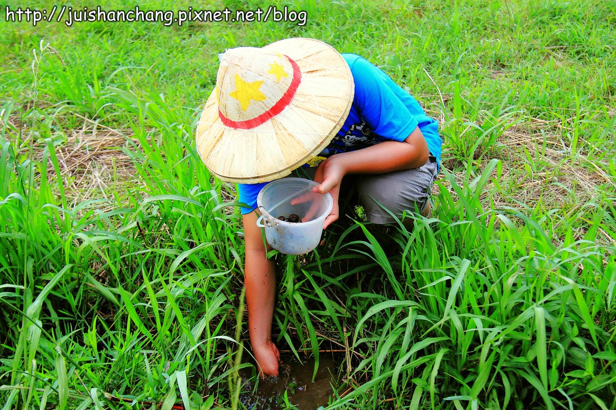 【廣宣—新北石門】嵩山社區幸福農村～一日農夫體驗，下田囉！