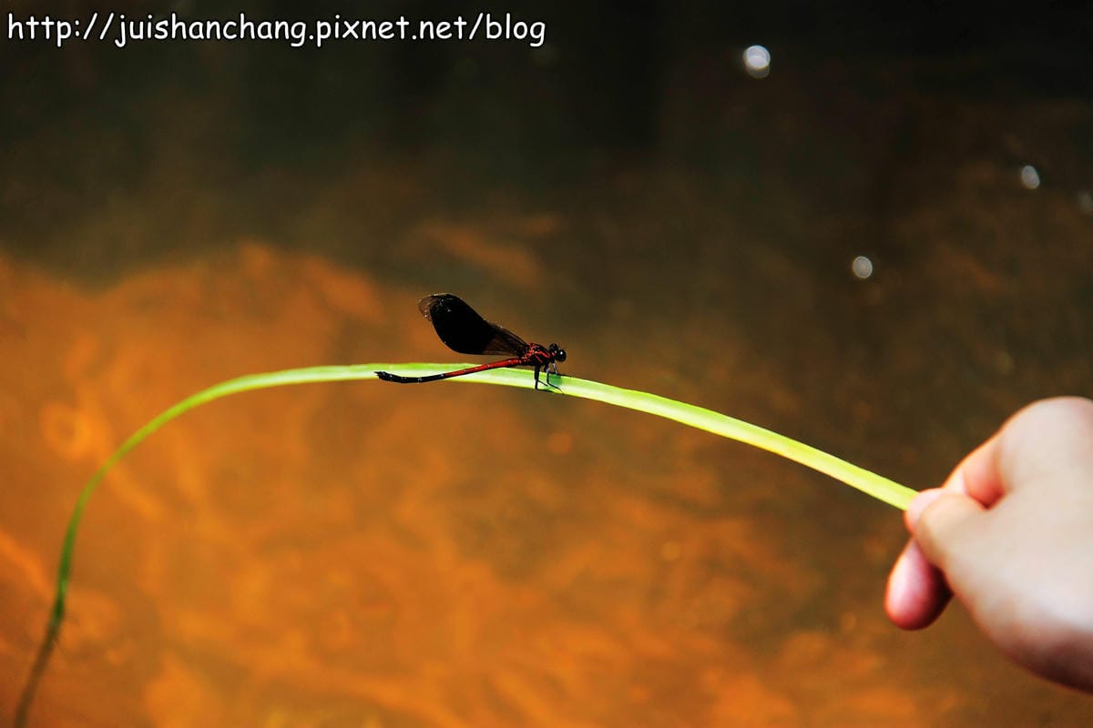 【廣宣—新北石門】嵩山社區幸福農村～一日農夫體驗，下田囉！