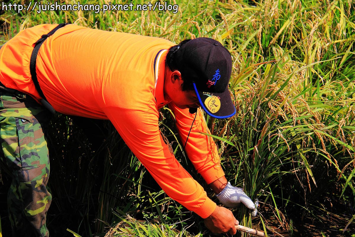 【廣宣—新北石門】嵩山社區幸福農村～一日農夫體驗，下田囉！