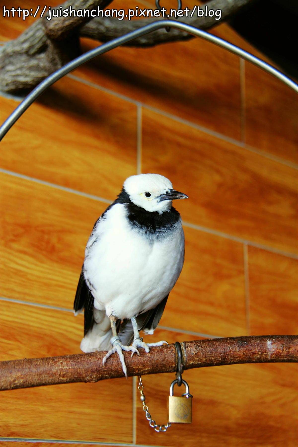 【南投猴探井旅遊景點】星月天空景觀餐廳～擁抱360度美景！