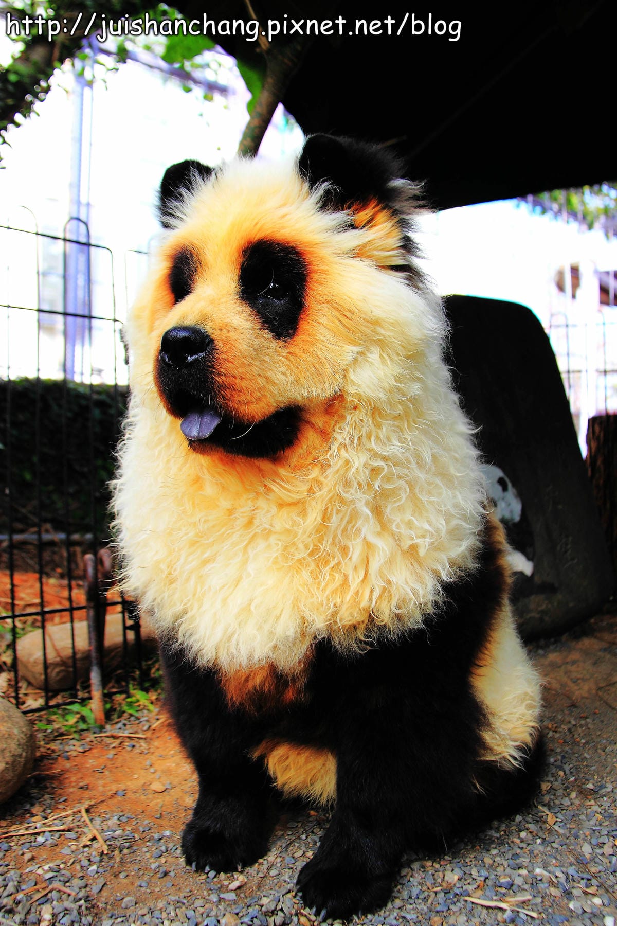 【南投猴探井旅遊景點】星月天空景觀餐廳～擁抱360度美景！