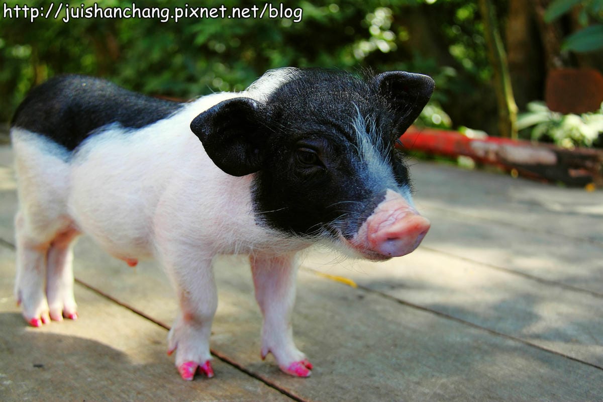 【南投猴探井旅遊景點】星月天空景觀餐廳～擁抱360度美景！