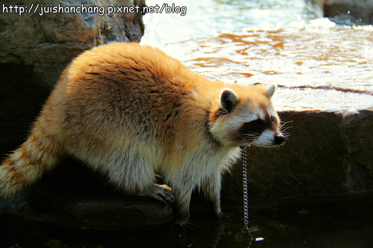 【南投猴探井旅遊景點】星月天空景觀餐廳～擁抱360度美景！