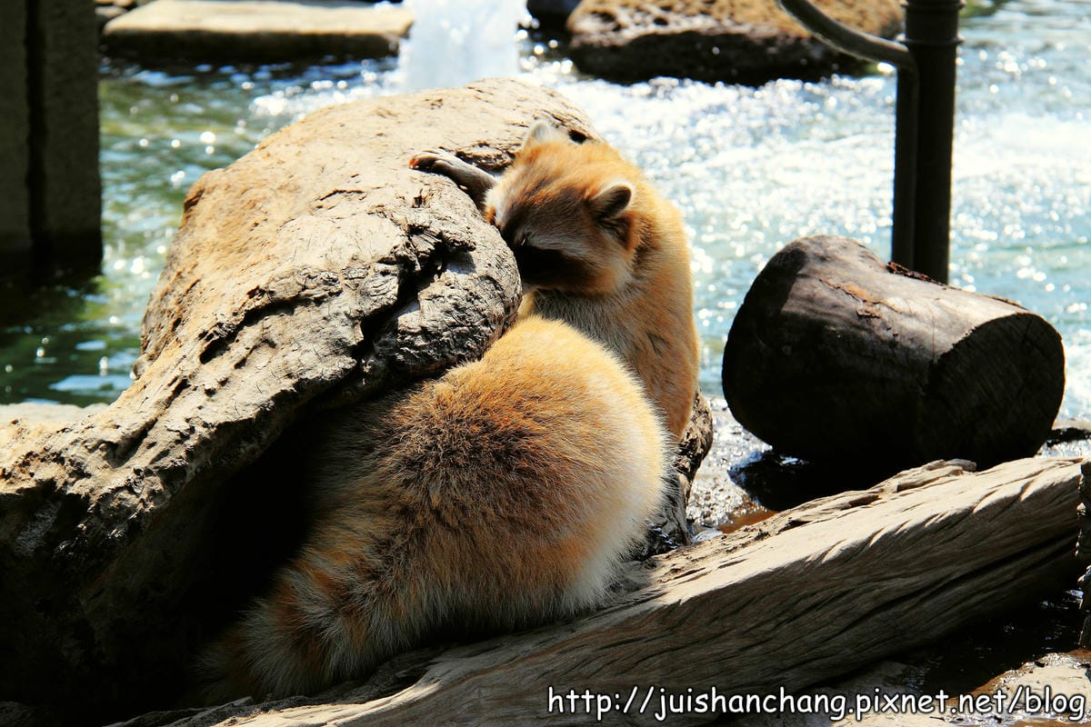 【南投猴探井旅遊景點】星月天空景觀餐廳～擁抱360度美景！