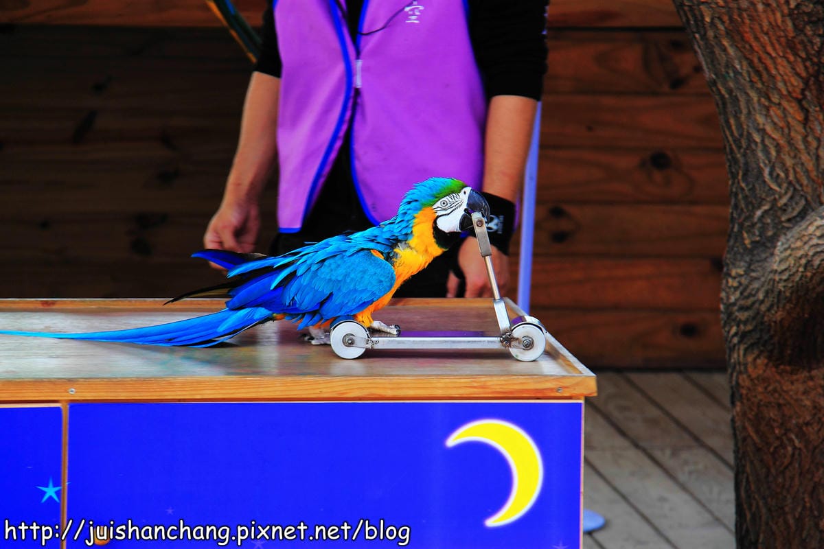 【南投猴探井旅遊景點】星月天空景觀餐廳～擁抱360度美景！