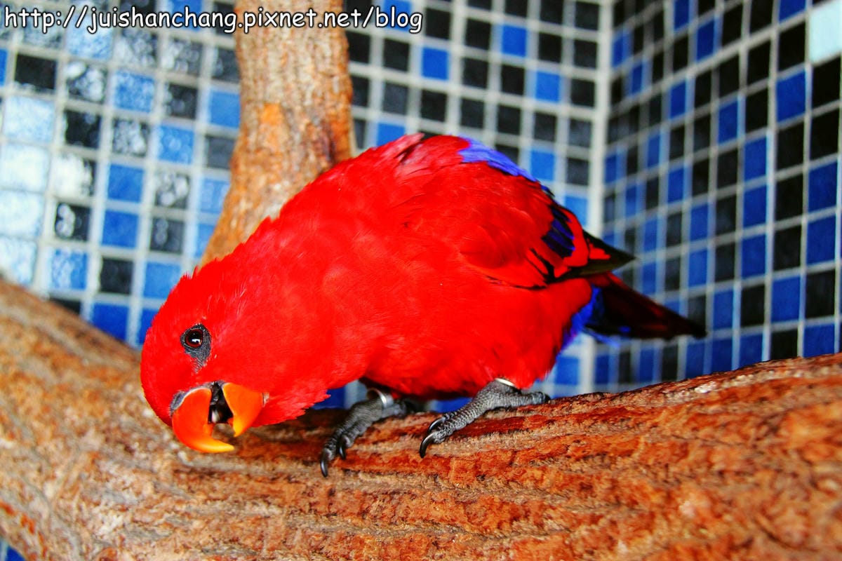 【南投猴探井旅遊景點】星月天空景觀餐廳～擁抱360度美景！