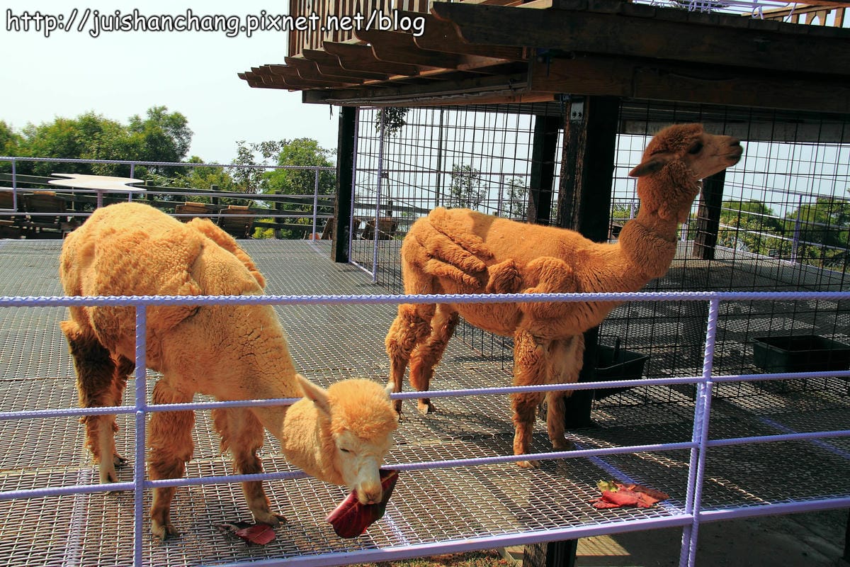 【南投猴探井旅遊景點】星月天空景觀餐廳~擁抱360度美景! - 第29張圖 【南投猴探井旅遊景點】星月天空景觀餐廳~擁抱360度美景!