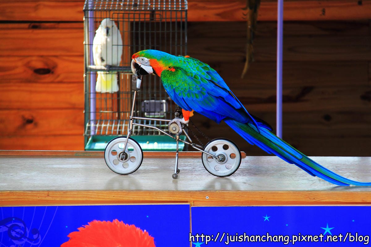 【南投猴探井旅遊景點】星月天空景觀餐廳~擁抱360度美景! - 第68張圖 【南投猴探井旅遊景點】星月天空景觀餐廳~擁抱360度美景!