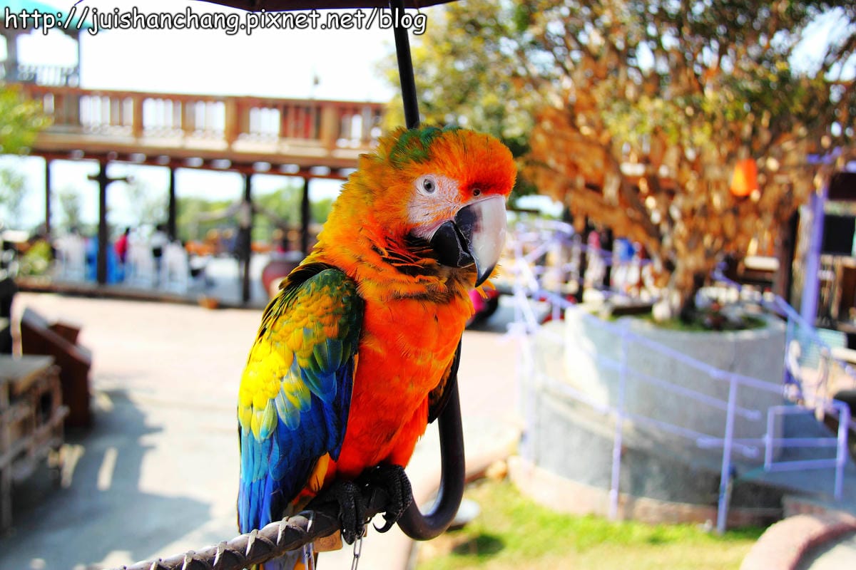 【南投猴探井旅遊景點】星月天空景觀餐廳~擁抱360度美景! - 第32張圖 【南投猴探井旅遊景點】星月天空景觀餐廳~擁抱360度美景!