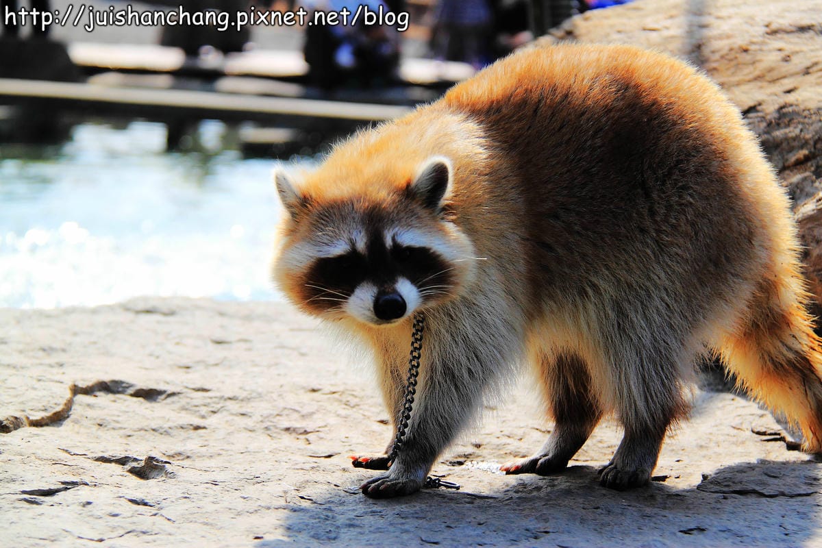 【南投猴探井旅遊景點】星月天空景觀餐廳～擁抱360度美景！