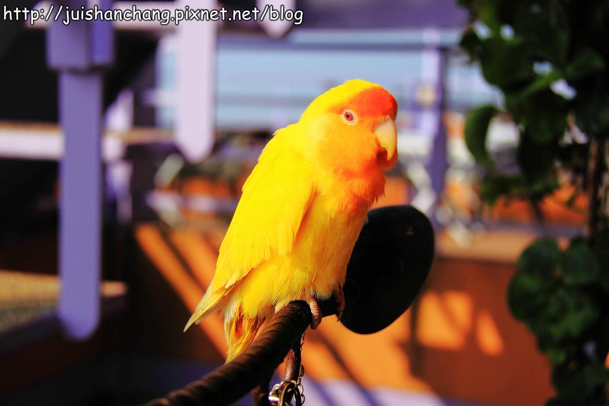 【南投猴探井旅遊景點】星月天空景觀餐廳～擁抱360度美景！