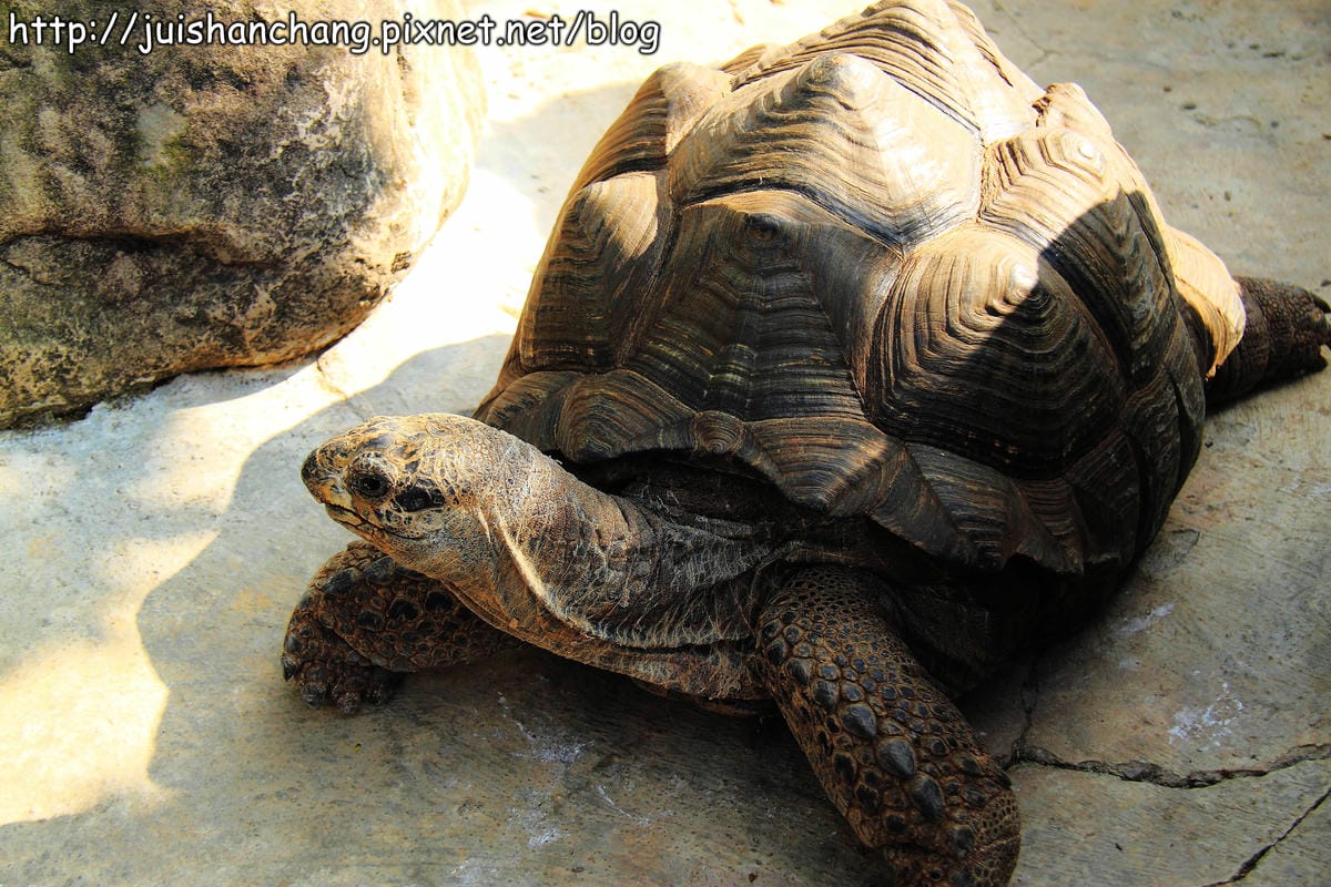 【南投猴探井旅遊景點】星月天空景觀餐廳～擁抱360度美景！