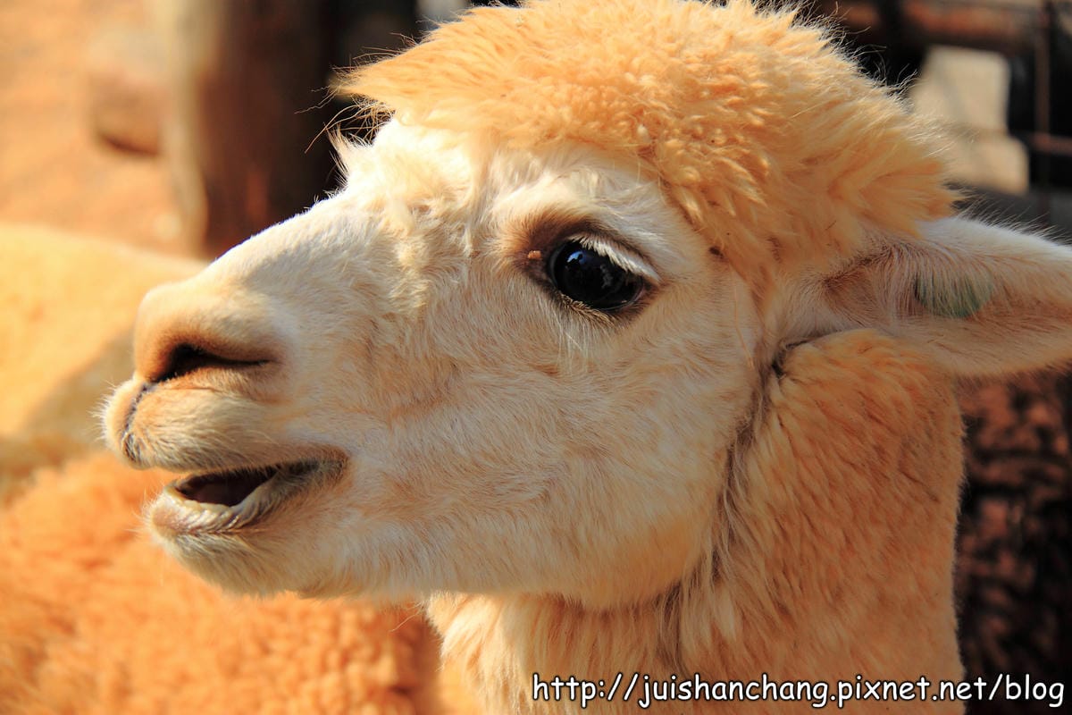 【南投猴探井旅遊景點】星月天空景觀餐廳～擁抱360度美景！