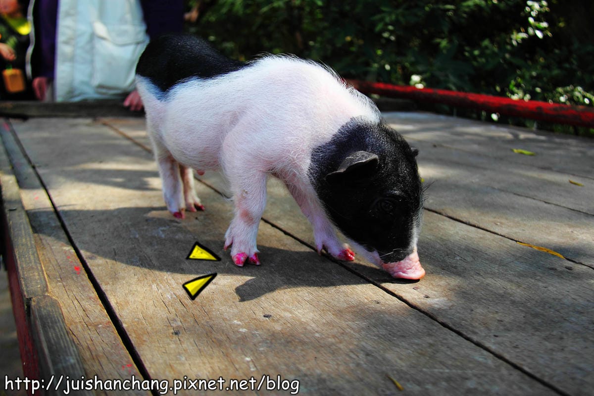 【南投猴探井旅遊景點】星月天空景觀餐廳～擁抱360度美景！