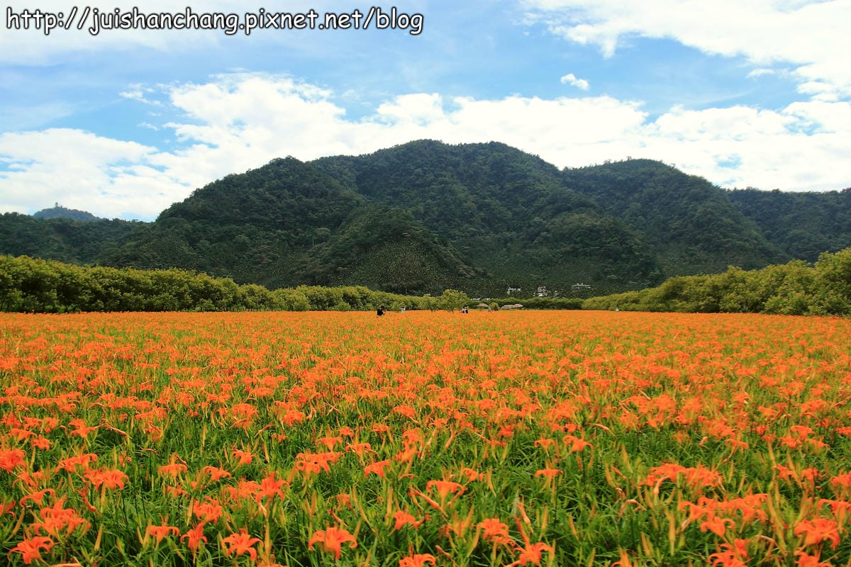 【南投日月潭旅遊景點】頭社活盆地～會跳舞的金針花！