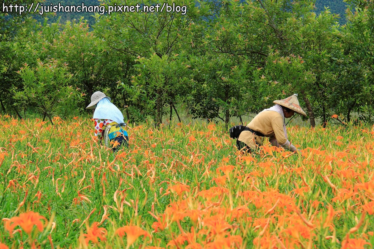 【南投日月潭旅遊景點】頭社活盆地～會跳舞的金針花！