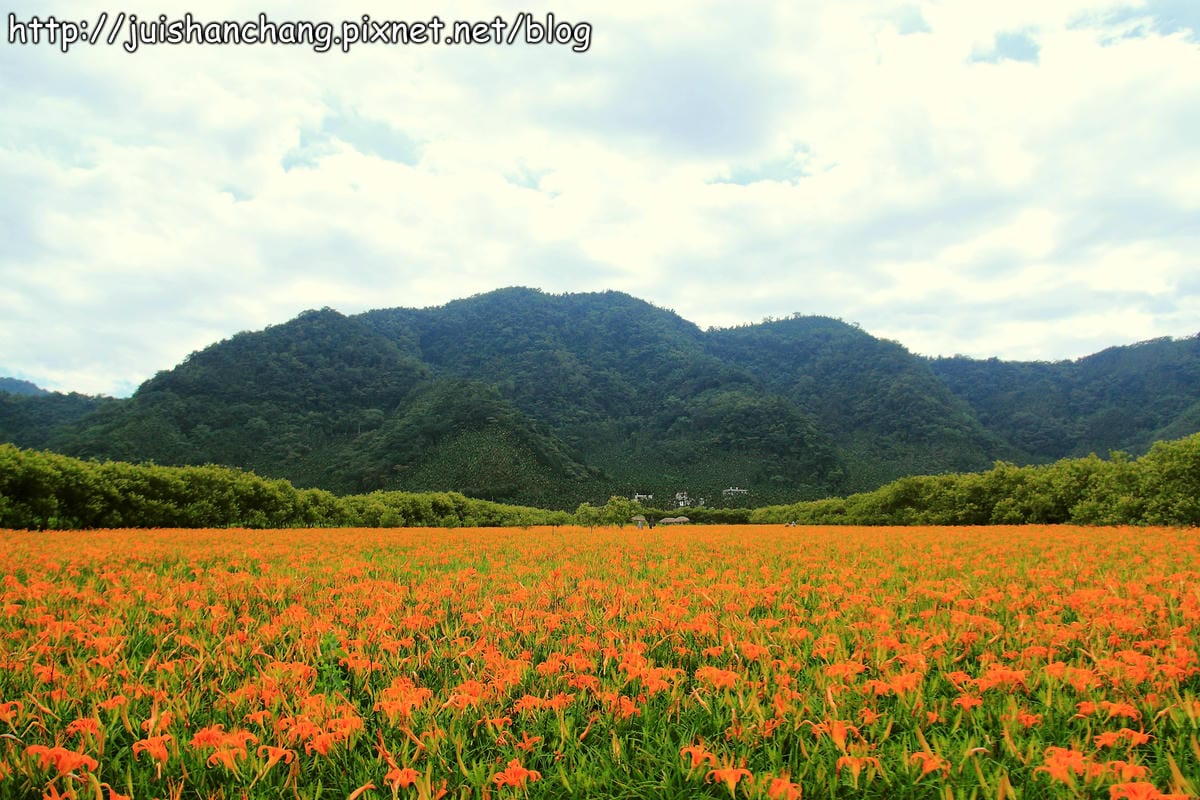 【南投日月潭旅遊景點】頭社活盆地～會跳舞的金針花！