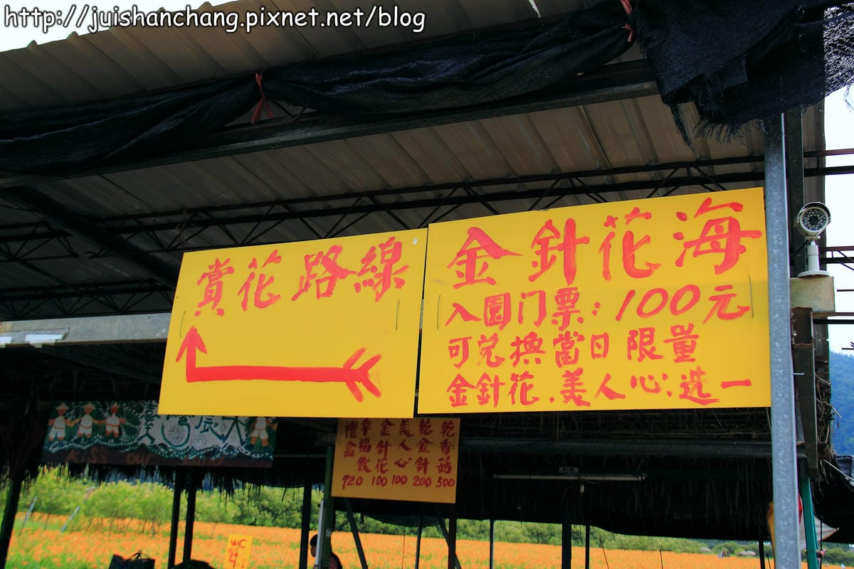 【南投日月潭旅遊景點】頭社活盆地～會跳舞的金針花！