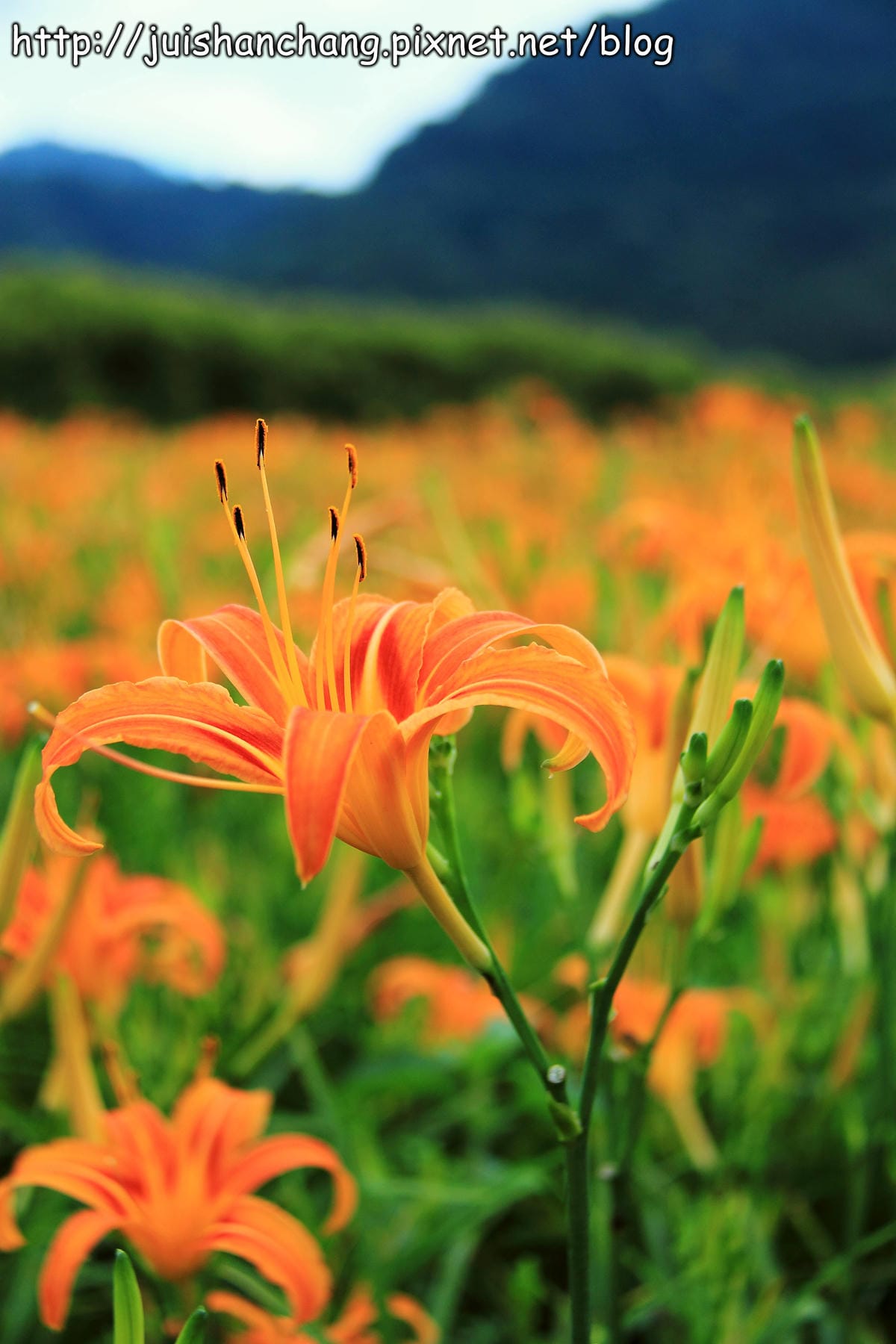 【南投日月潭旅遊景點】頭社活盆地～會跳舞的金針花！