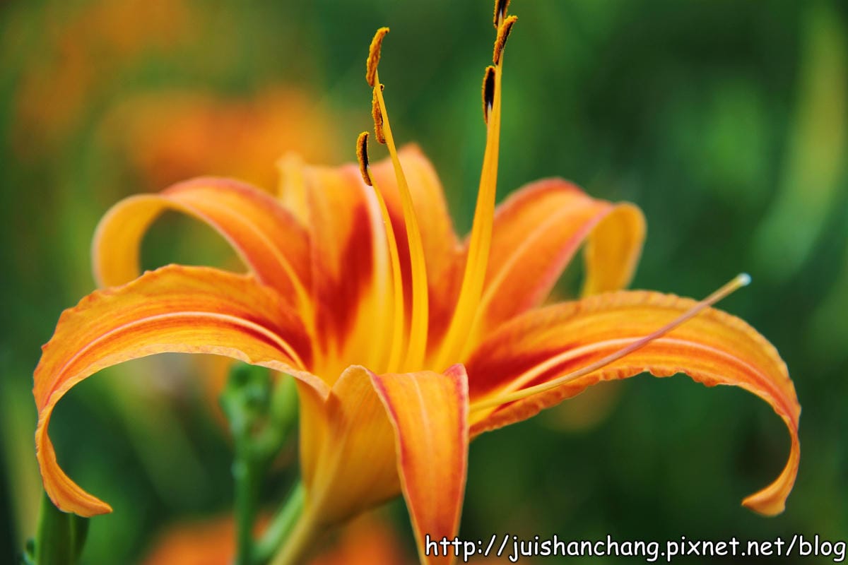 【南投日月潭旅遊景點】頭社活盆地～會跳舞的金針花！