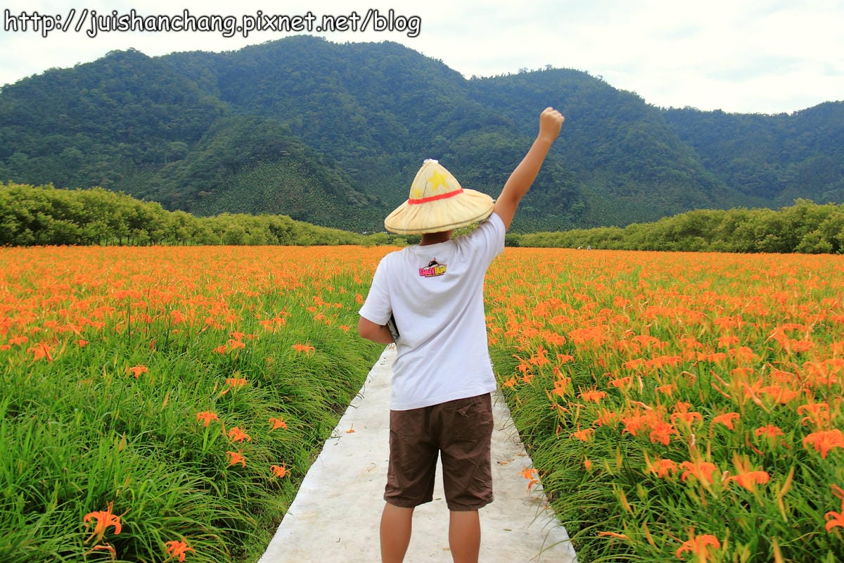 【南投日月潭旅遊景點】頭社活盆地～會跳舞的金針花！