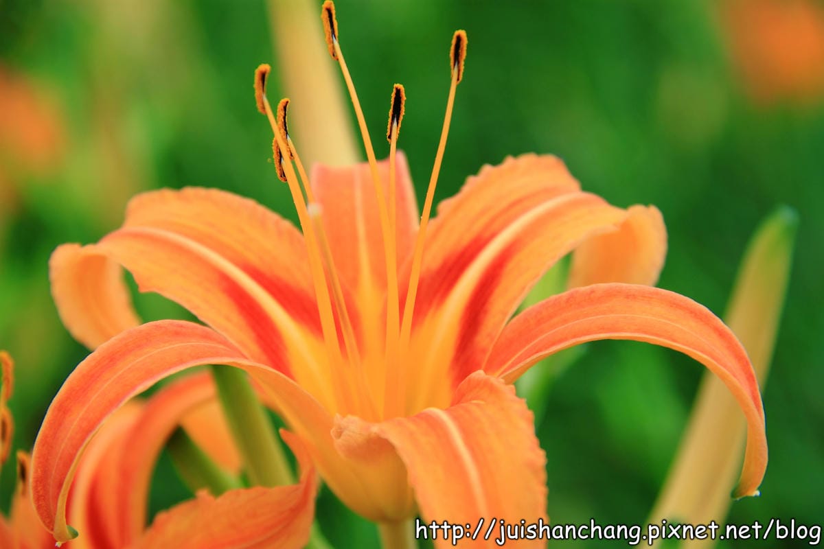 【南投日月潭旅遊景點】頭社活盆地～會跳舞的金針花！